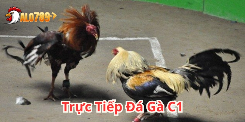 Trực Tiếp Đá Gà C1 – Kịch tính từng cú đá tại ALO789